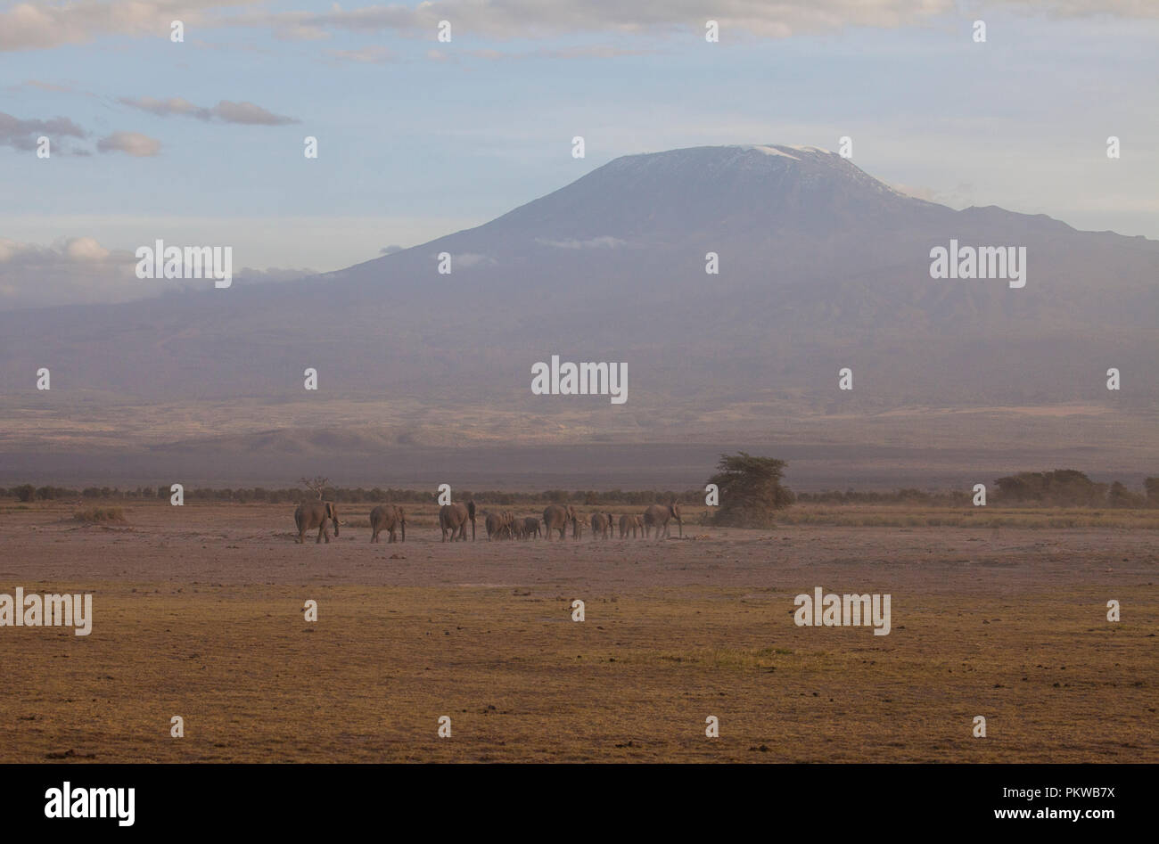 Amboseli National Park. Beautiful landscape - majestic view of Mount Kilimanjaro and elephants.. Stock Photo