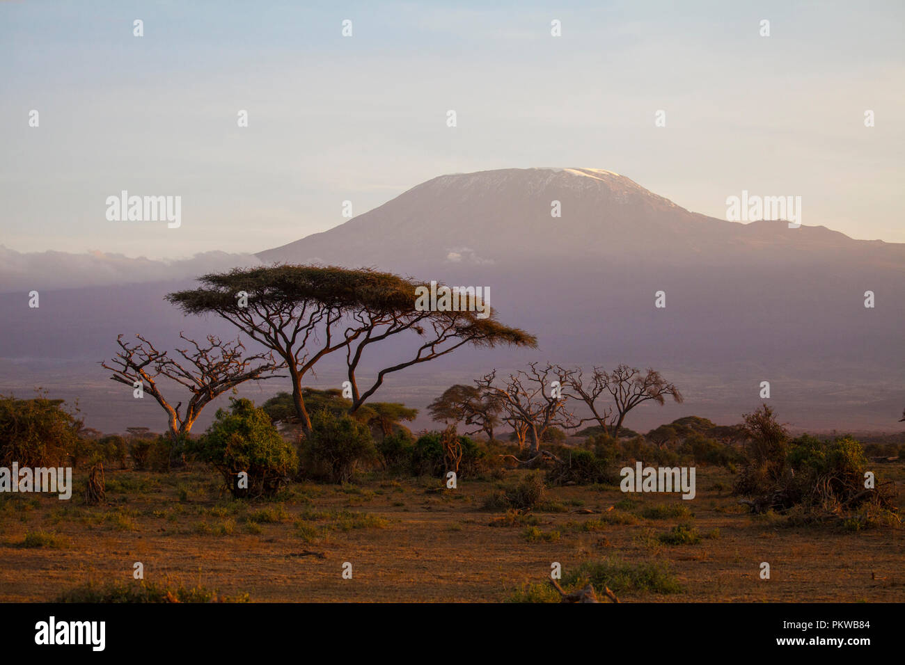 Sunset in savannah. Amboseli National Park, Kenya Stock Photo
