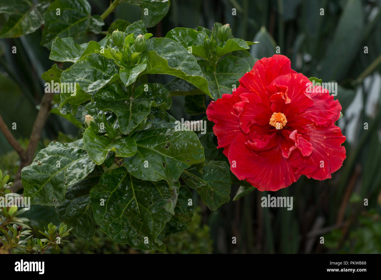 Red hibiscus flower on a green background Stock Photo