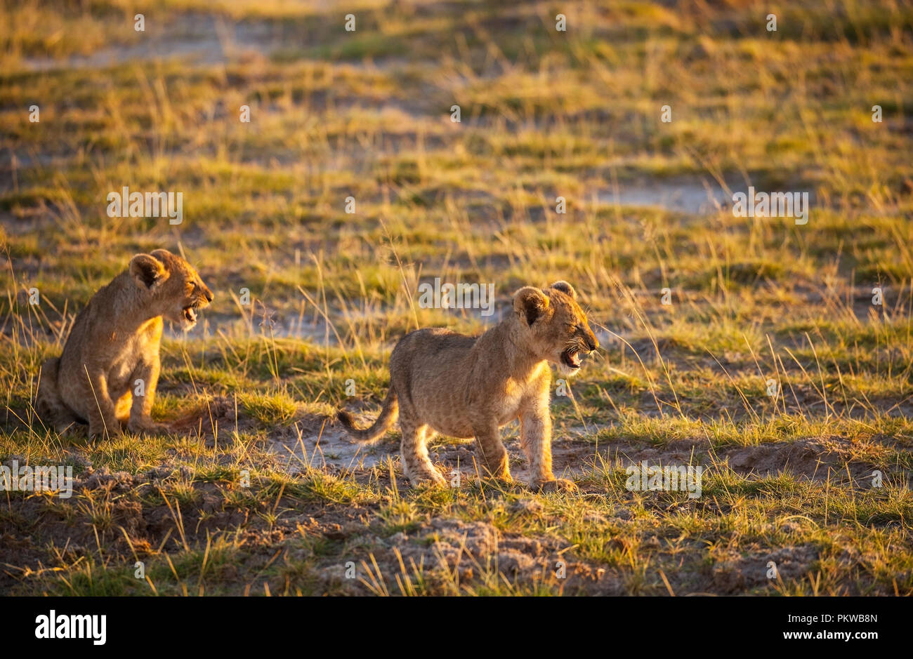 Lion cub in Amboseli National Park, Kenya Stock Photo