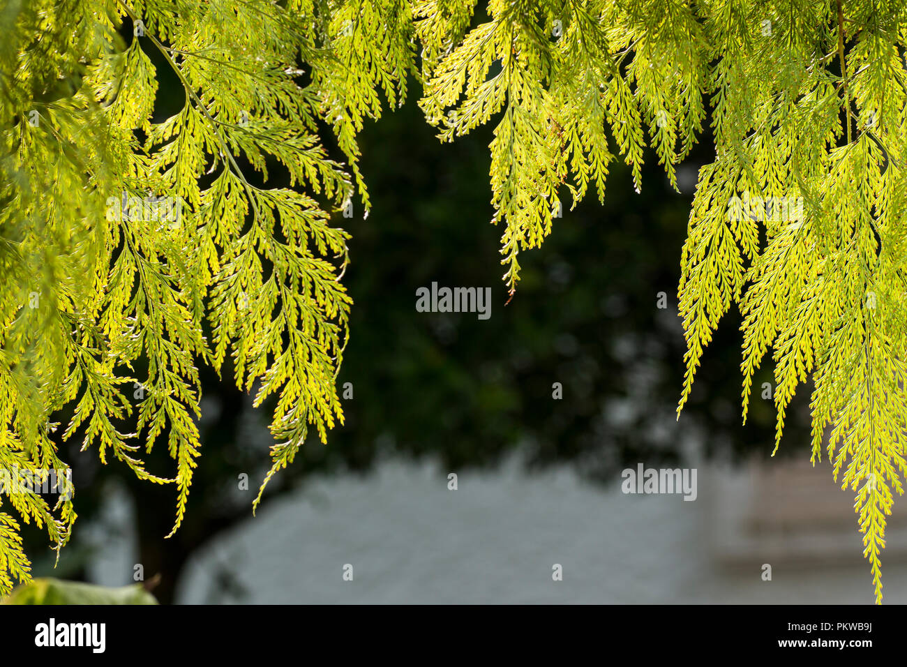 Fern leaves background sun hi-res stock photography and images - Alamy