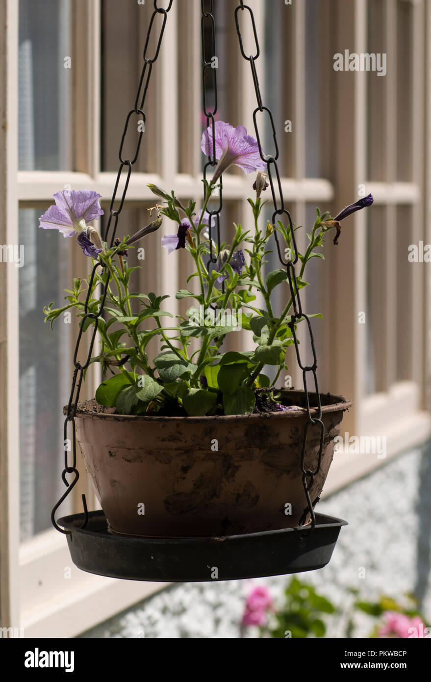 WALL HANGING PLASTIC FLOWERS visual data 2