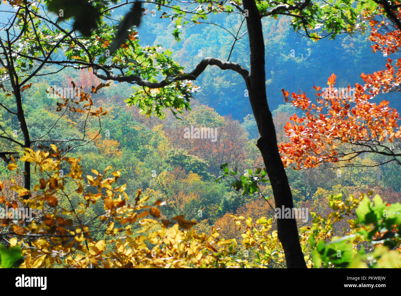 A stunning view over a valley of beautifully colorful fall leaves.  Note the 3 D effect of the close up leaves complimenting those in the distance. Stock Photo