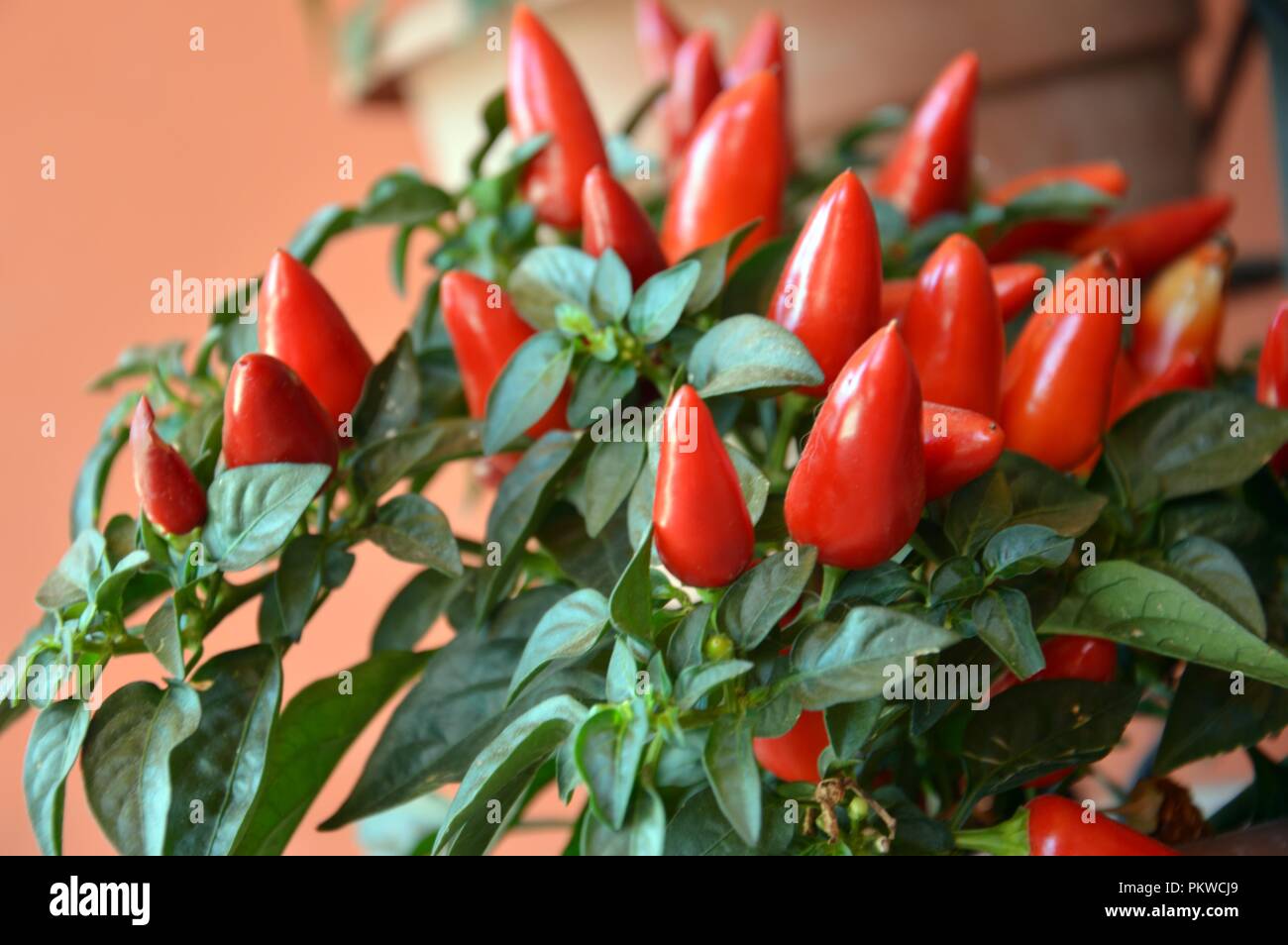 Little red pepper plant
