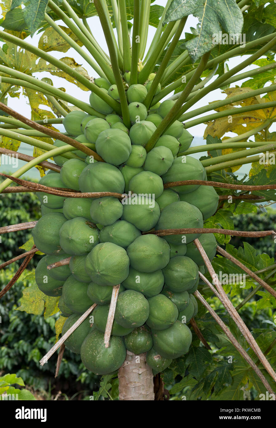 Papaya Tree