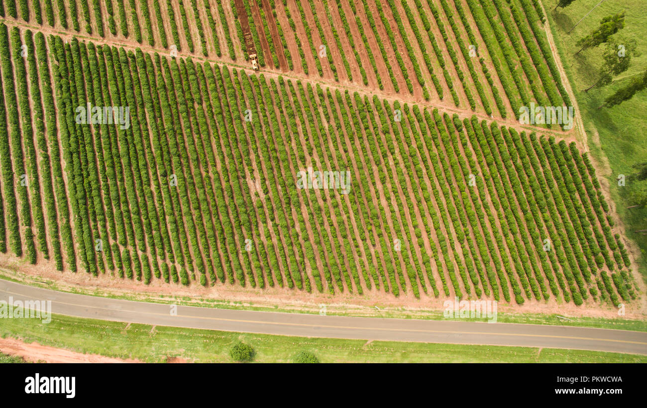 Plantation of coffee. Plantation of coffee and farm in South America