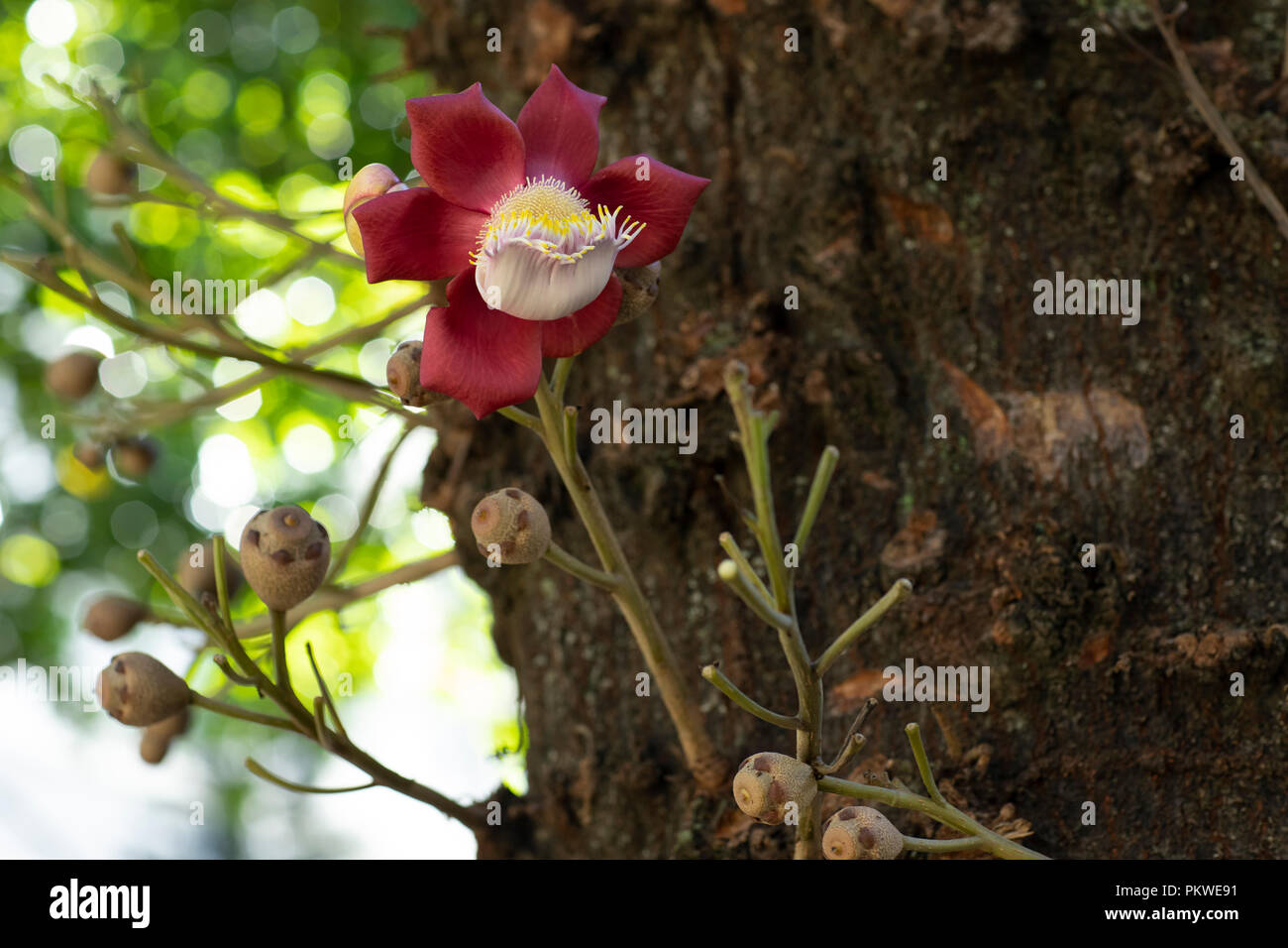 Couroupita guianensis – Details. Flowers and exotic fruits. Common in landscaping of Rio de Janeiro, Brazil. Stock Photo