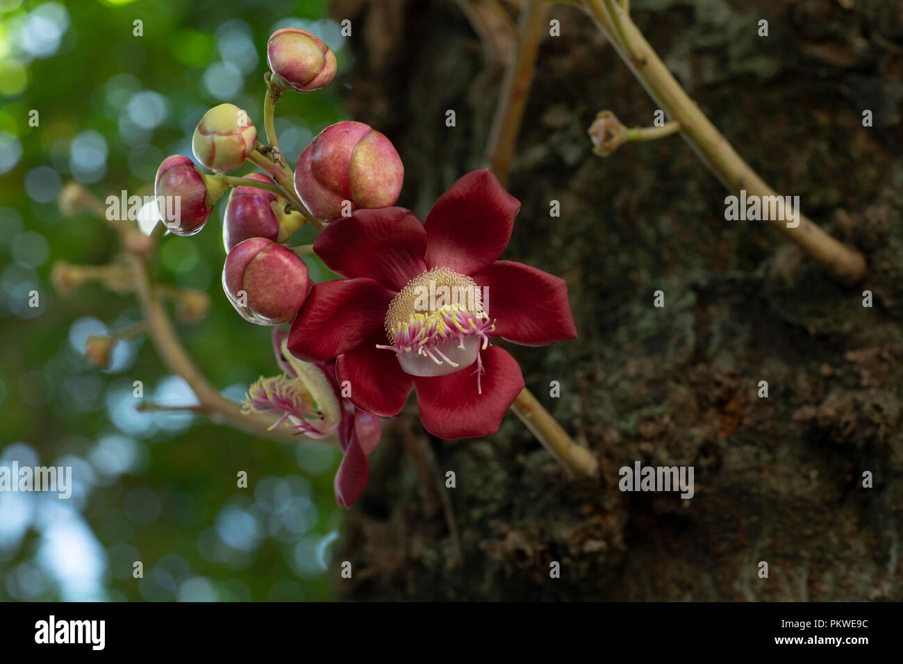 Couroupita guianensis. Flowers and exotic fruits. Common in landscaping of Rio de Janeiro, Brazil. Stock Photo