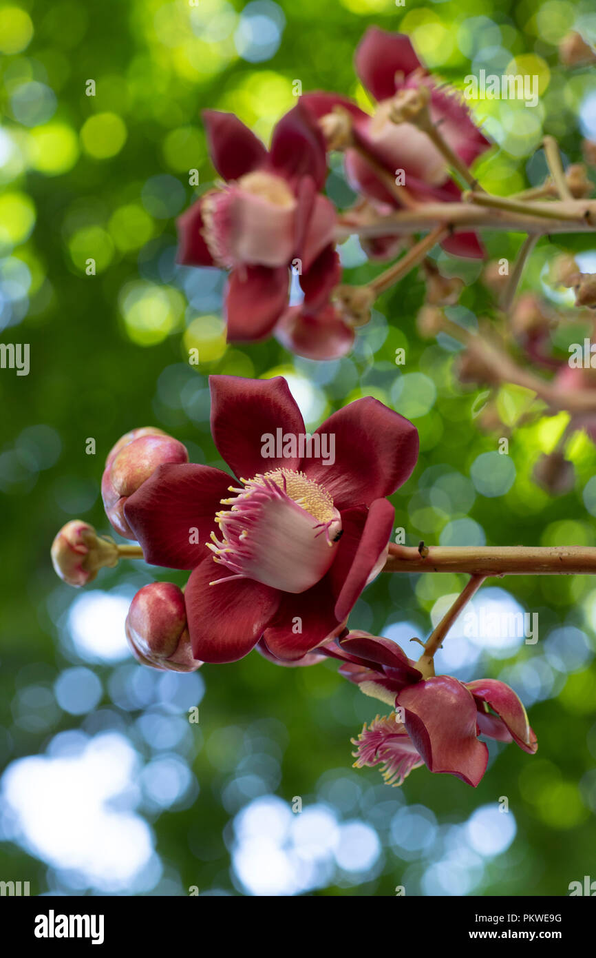 Couroupita guianensis – Details. Flowers and exotic fruits. Common in landscaping of Rio de Janeiro, Brazil. Stock Photo