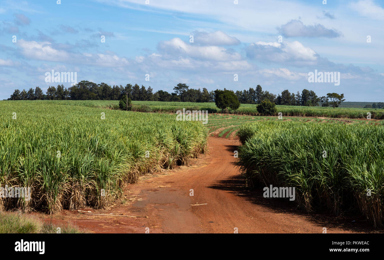 Red dirt roads. Sugar cane plantation Stock Photo Alamy