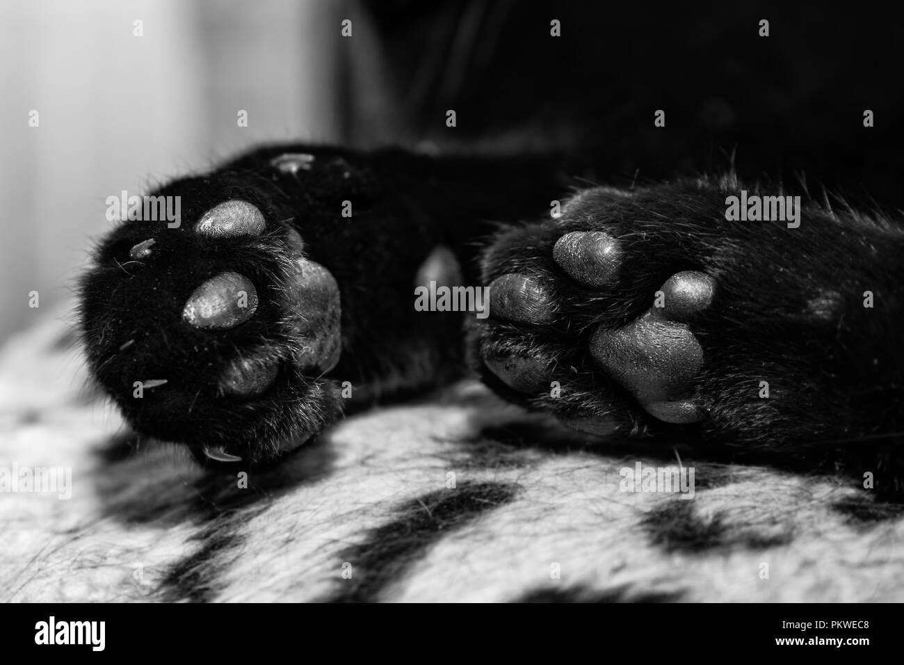 Cat Paw Print Stock Photos & Cat Paw Print Stock Images Alamy