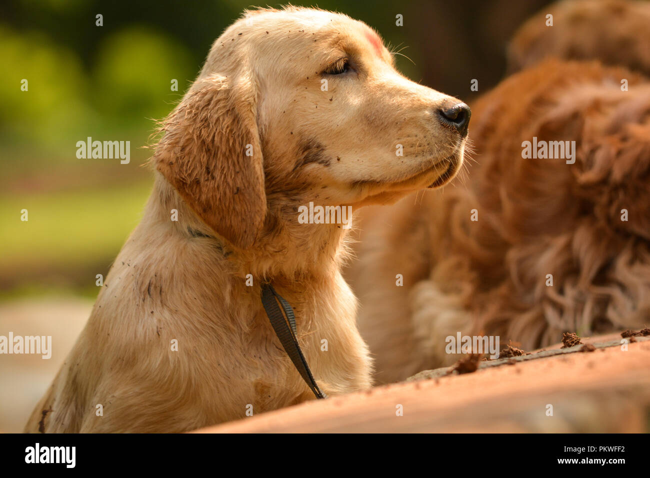 purebred golden retriever dog in park looking something eagerly Stock