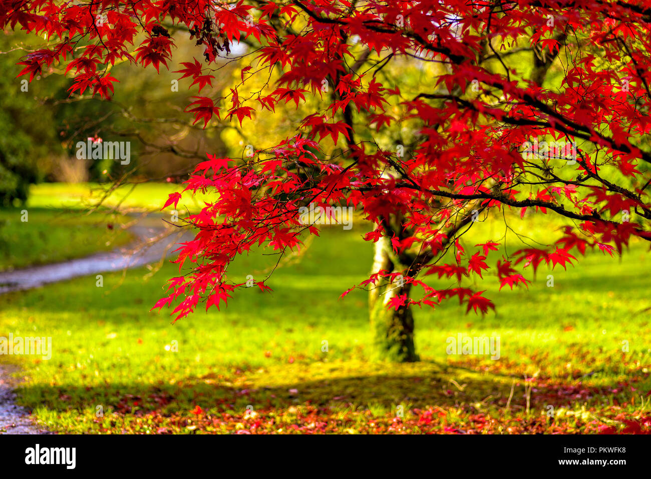 Autumn trees in color Stock Photo - Alamy