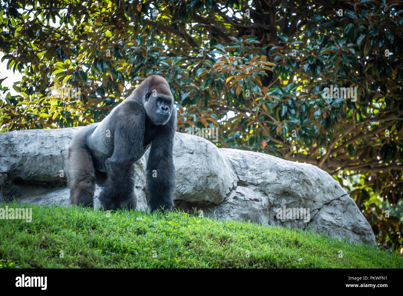 Large silverback western lowland gorilla at Zoo Atlanta in Atlanta, Georgia. (USA) Stock Photo