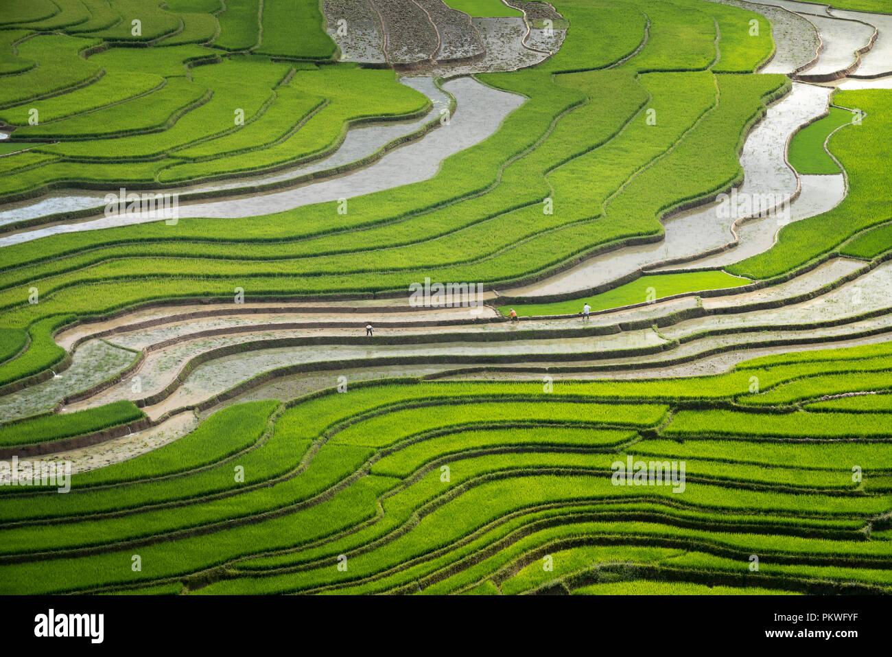 Curved Rice Curved lines of Terraced rice field during the watering season at the ...
