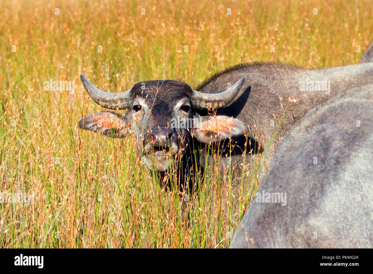 Water Buffalo chewing cud in morning sunlight in Wilpattu National Park in Sri Lanka Asia Stock