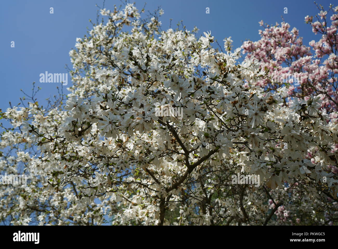 Rare plants from other countries, which grow with good care in Germany Stock Photo