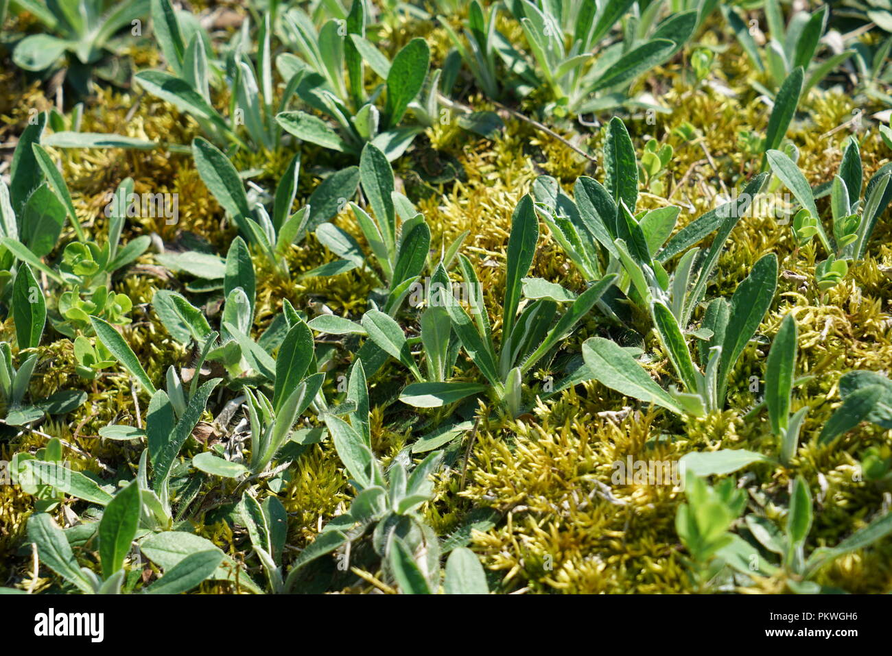 Rare plants from other countries, which grow with good care in Germany ...
