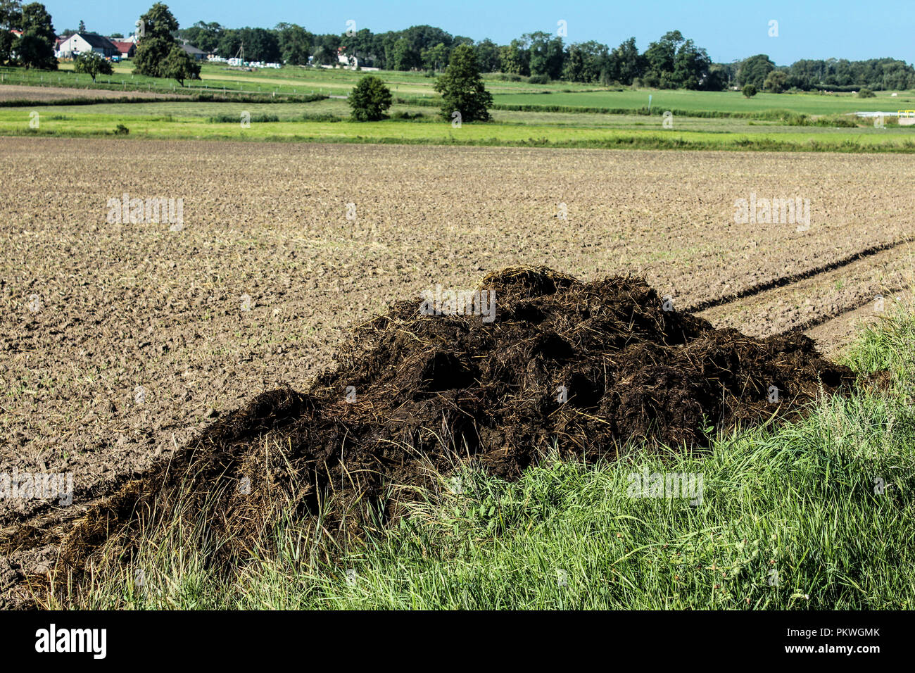 Fertilizer From Cow Manure And Straw In The Beginning Of Autumn A