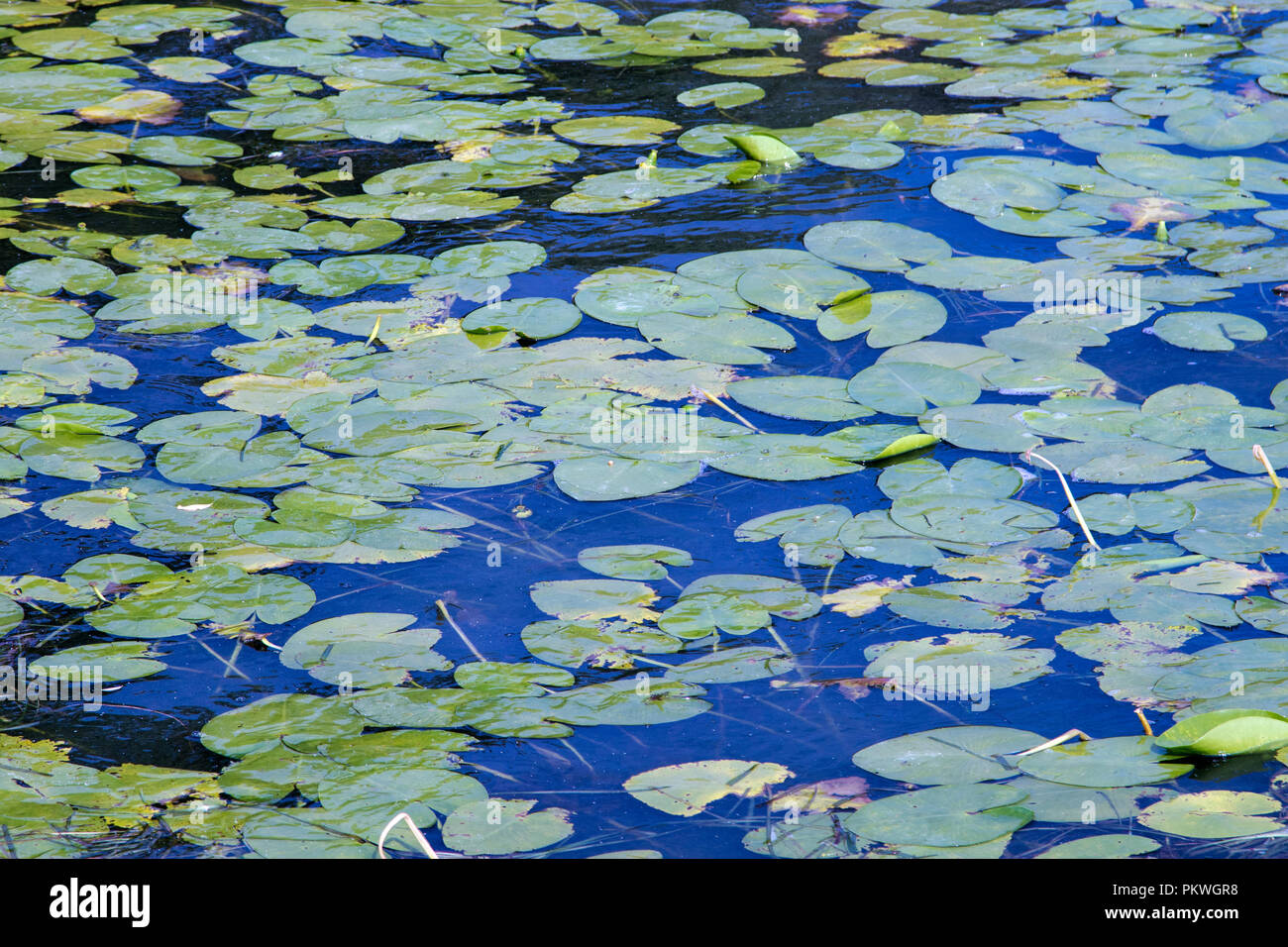 image background of green leaves of water lilies on water Stock Photo