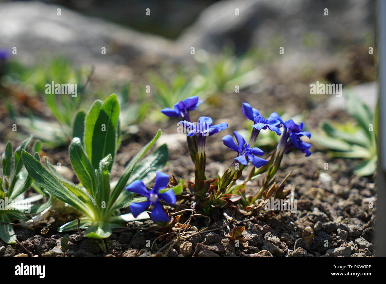 Rare plants from other countries, which grow with good care in Germany Stock Photo