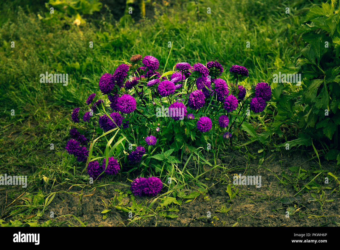 Purple flowers grow on green grass in the wild Stock Photo - Alamy