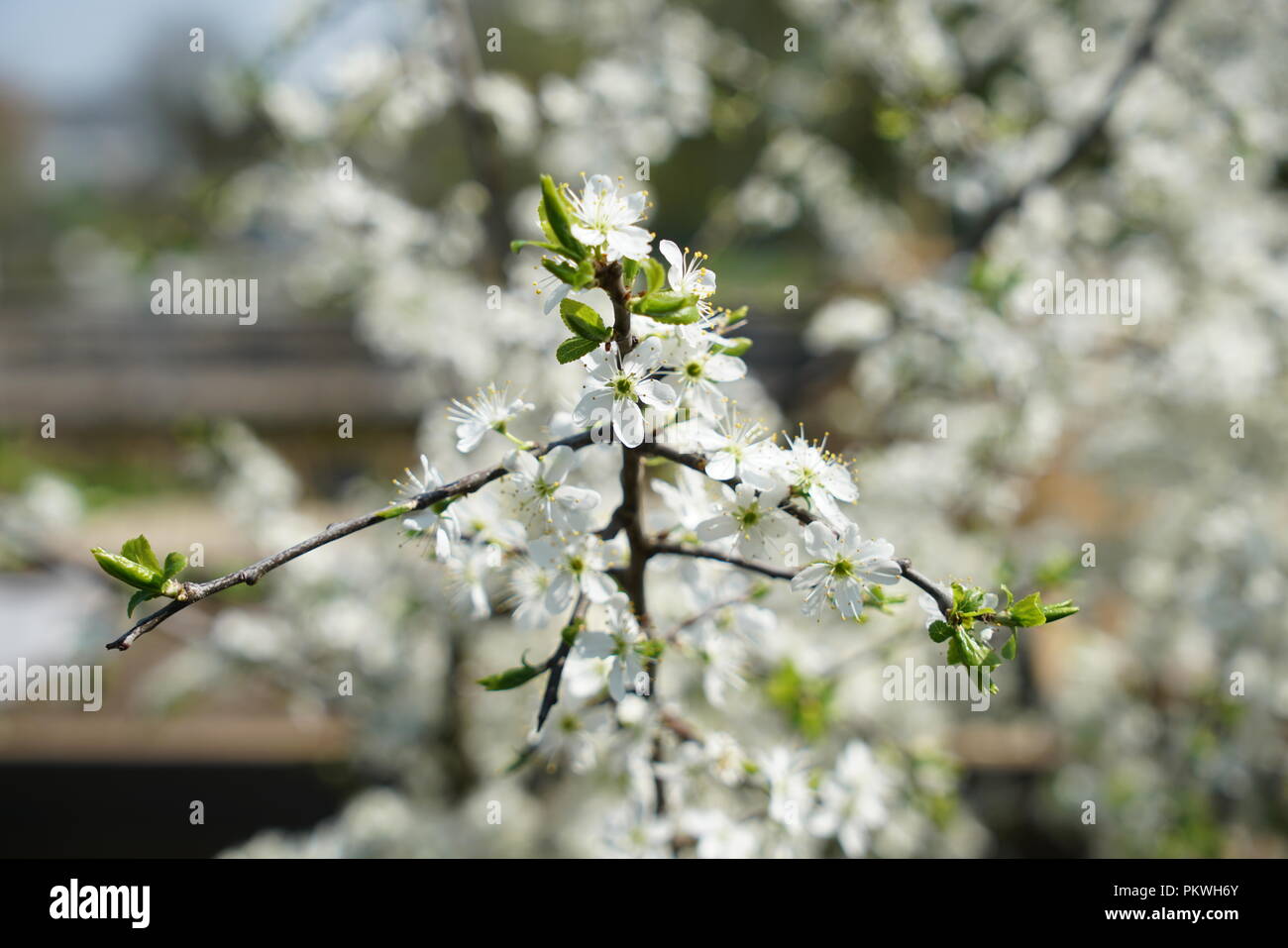 Rare plants from other countries, which grow with good care in Germany Stock Photo