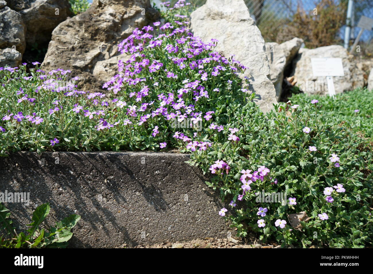 Rare plants from other countries, which grow with good care in Germany Stock Photo