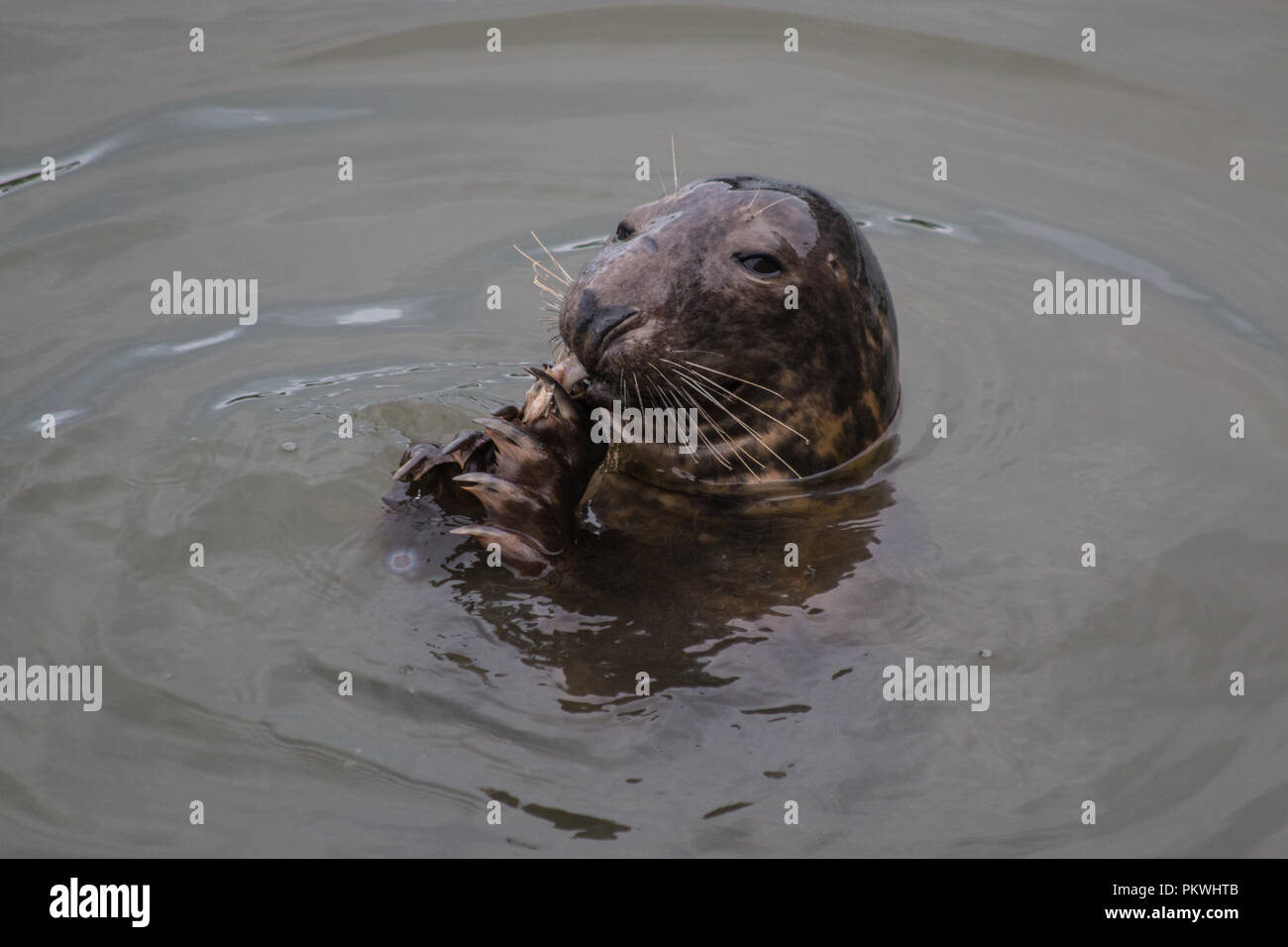 Seal eating fish hi-res stock photography and images - Alamy