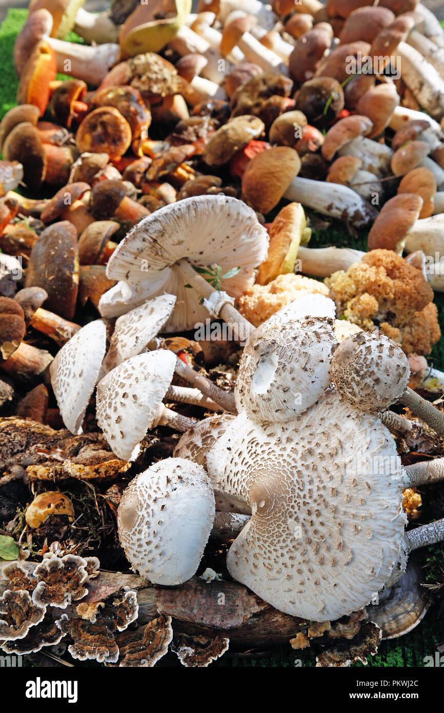 Several different wild mushrooms arranged edible mushrooms Stock Photo