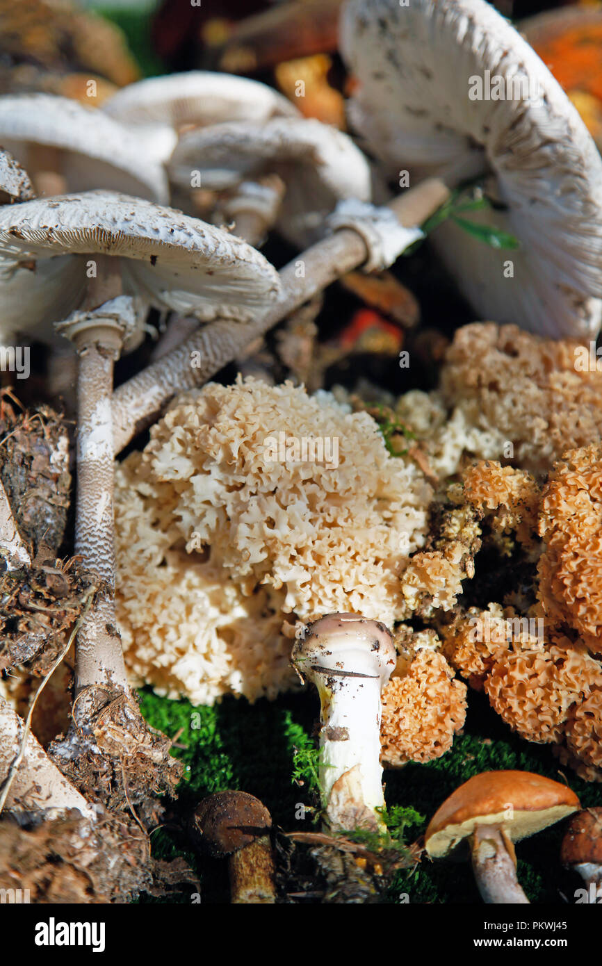 Several different wild mushrooms arranged edible mushrooms Stock Photo