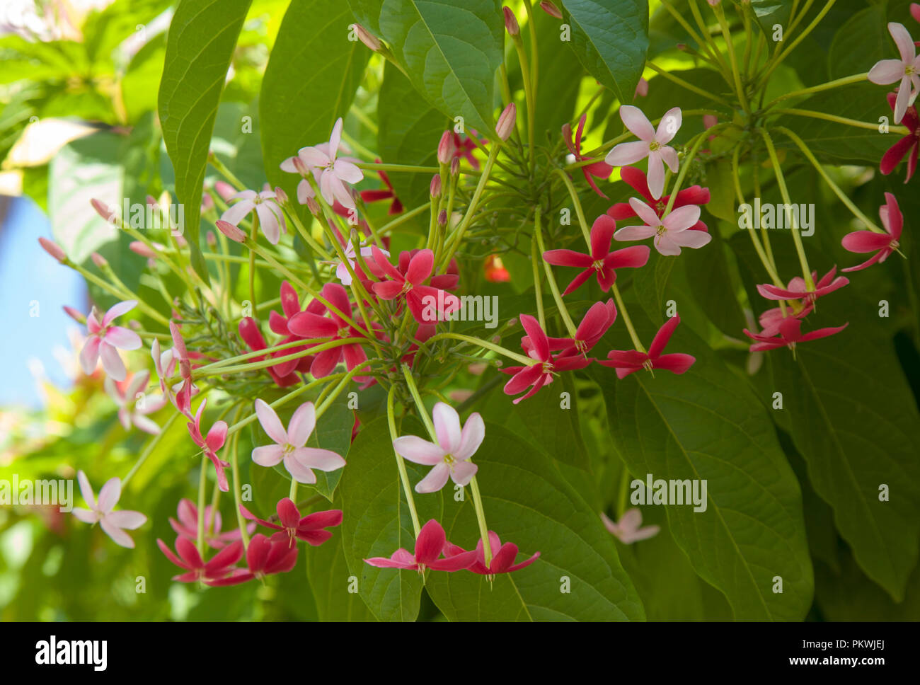 Beautiful dark red and pink flowers of Chinese honeysuckle background Stock Photo