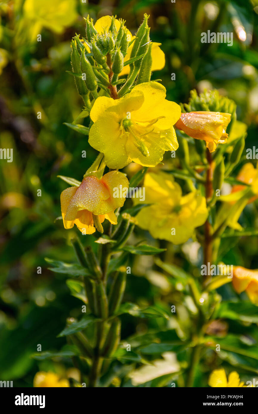Evening primrose is a perennial, night violet or aspen tree. Family of