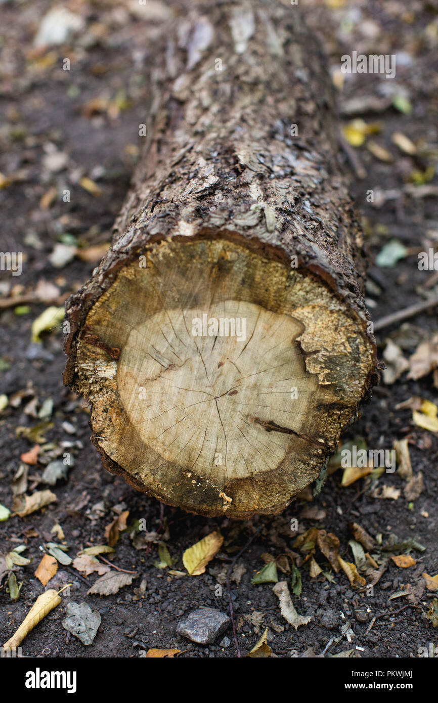 Found alphabet using twigs and logs on a leafy forest (woodland) floor to form a-z letters - the letter o Stock Photo