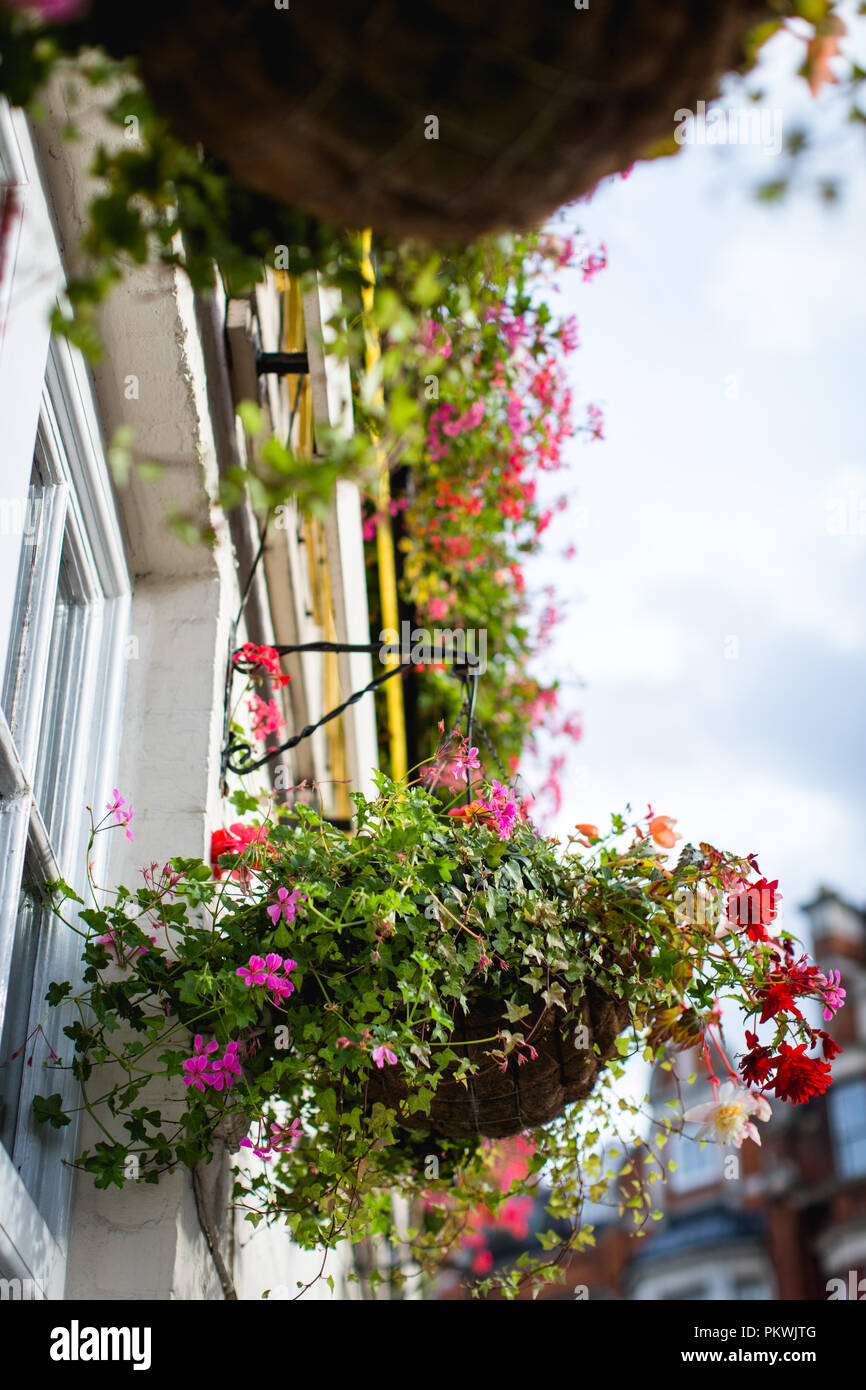 A hanging basket in full bloom full of bright colourful (colourful) flowers and plants on a summer's day Stock Photo