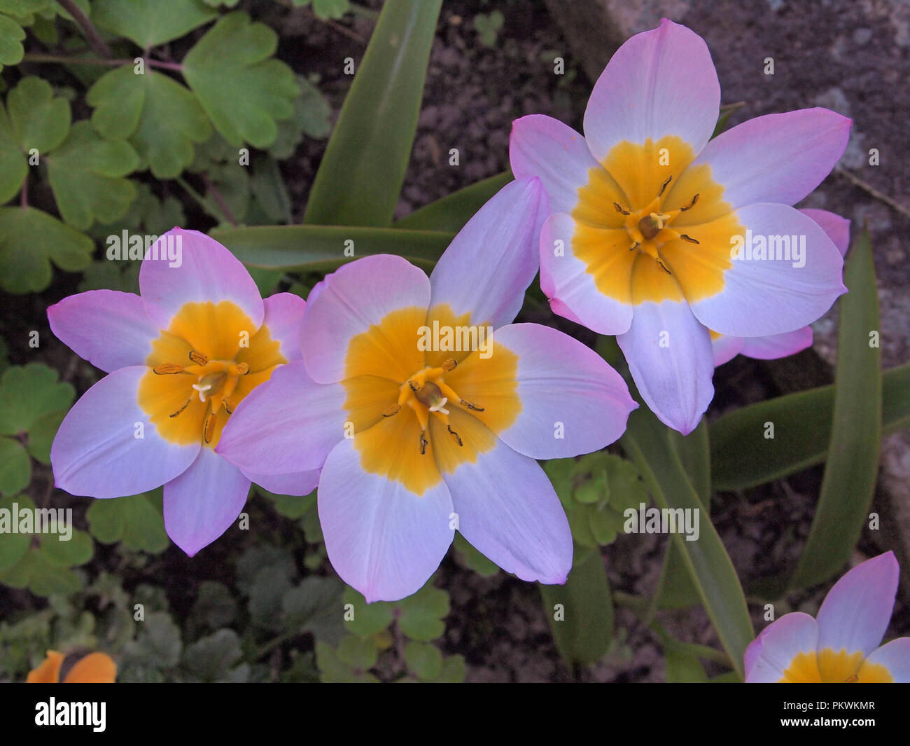 Dwarf tulip, Lilac Wonder, very low growing Stock Photo