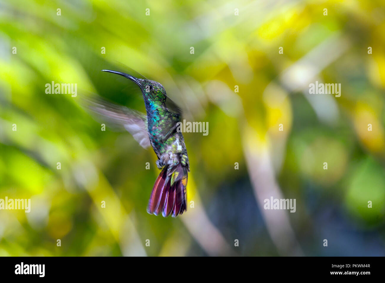 Emerald-chinned Hummingbirds ,Abeillia abeillei also known as Abeille's Hummingbirds - Stock Photo