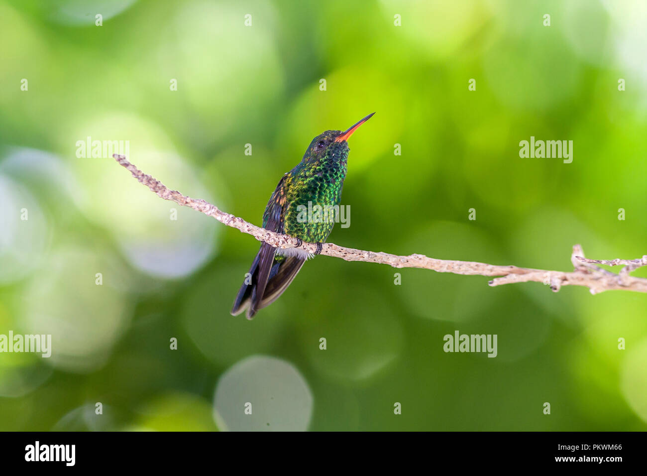 Emerald-chinned Hummingbirds ,Abeillia abeillei also known as Abeille's Hummingbirds - Stock Photo