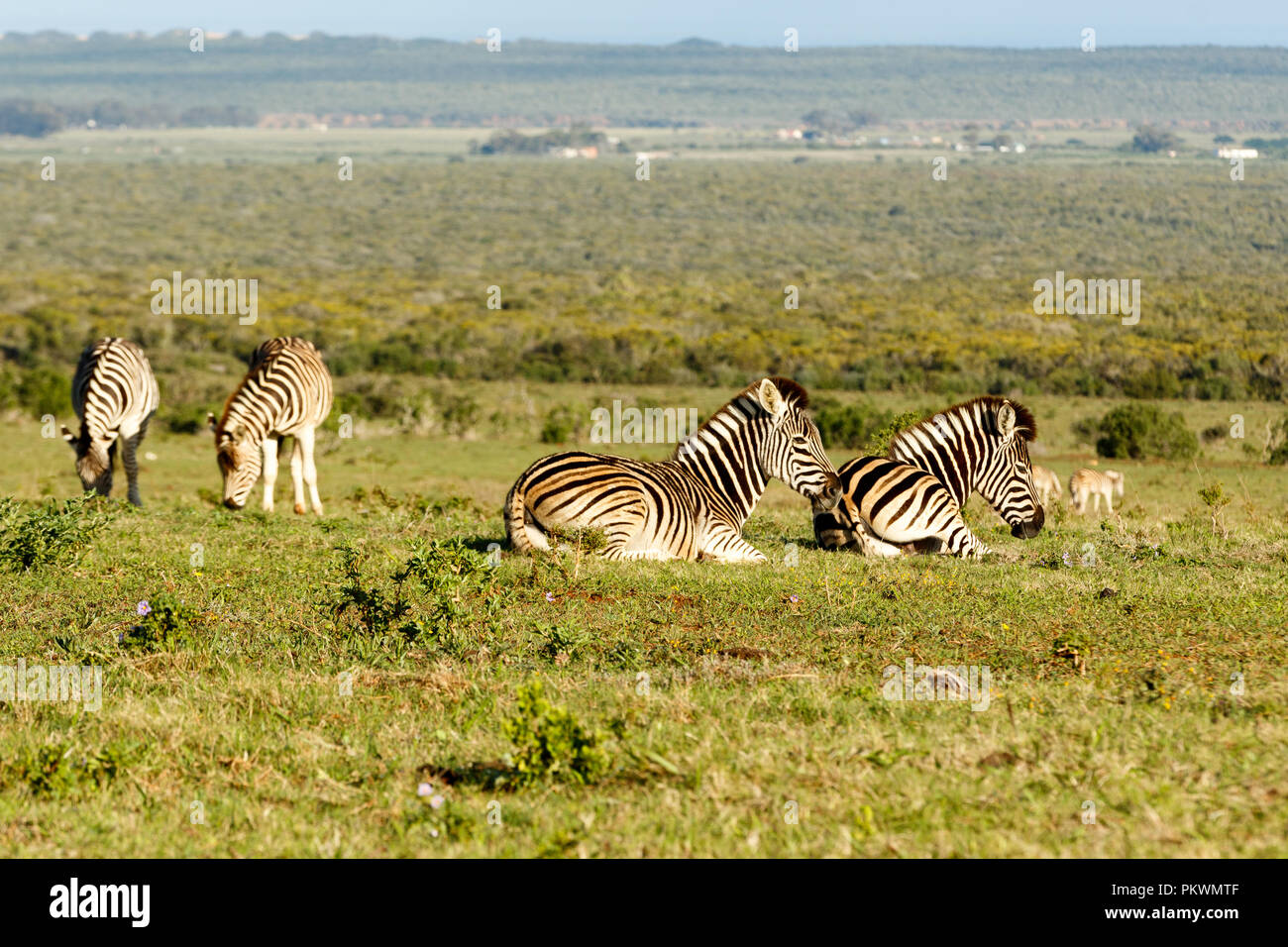 Group of Zebras lying, while the other is standing and eating grass in the field. Stock Photo