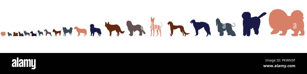 Dog breeds in size order isolated on white background. Twenty dog silhouettes from small to large. Stock Vector