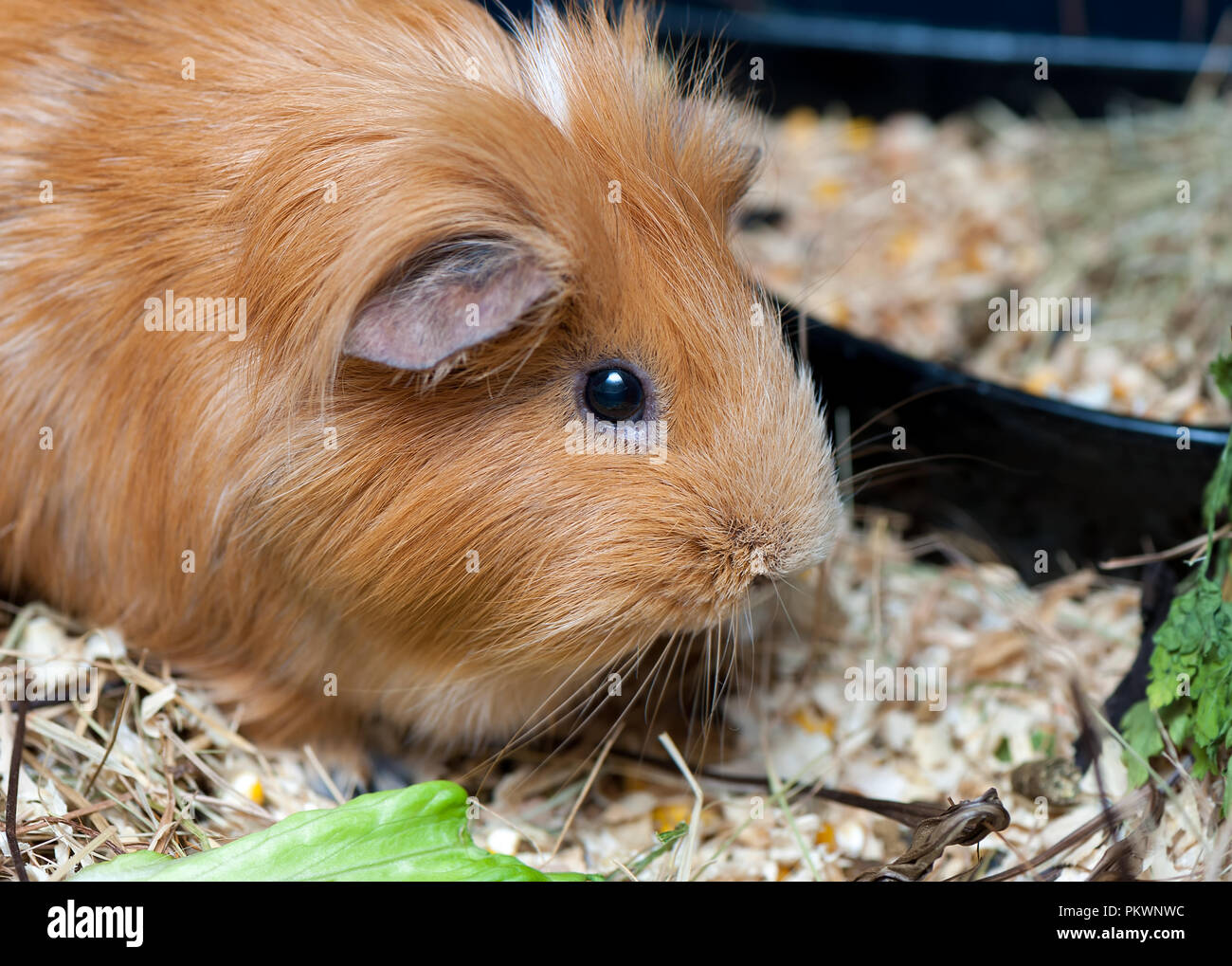 Image showcasing Cute red guinea pig eating salad leaf. Close up Stock Photo - Alamy