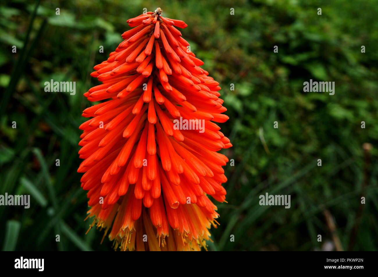 Kniphofia uvaria is also known as Torch lilly which is mostly found in the higher altitude region of asian countries . Stock Photo