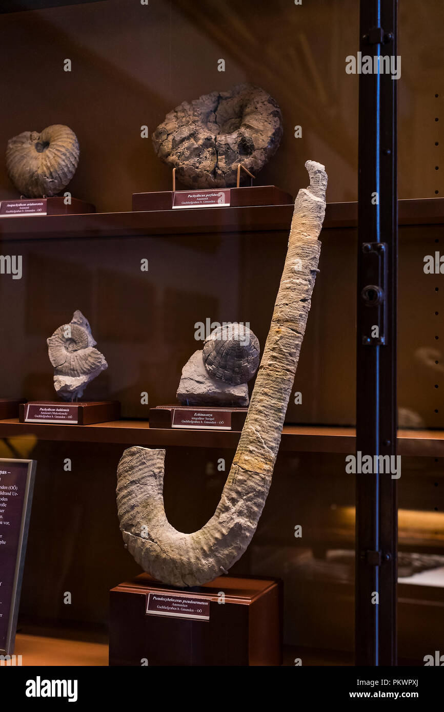3 SEPTEMBER 2018, VIENNA, AUSTRIA: Exposition of fossil protozoa and  mollusks in the Museum of Natural History, Vienna Stock Photo - Alamy