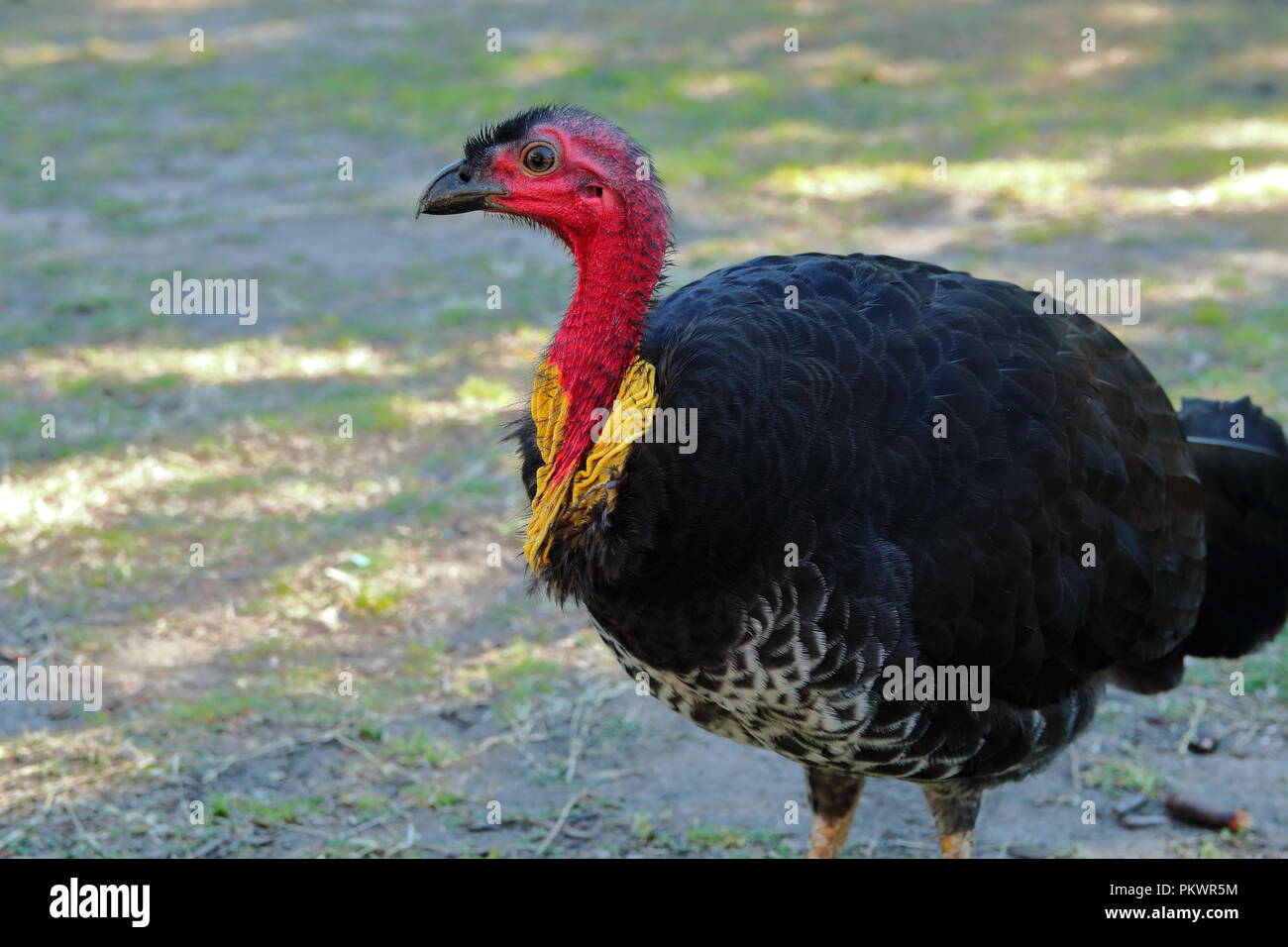 Male Australian brush turkey Alectura lathami Stock Photo Alamy