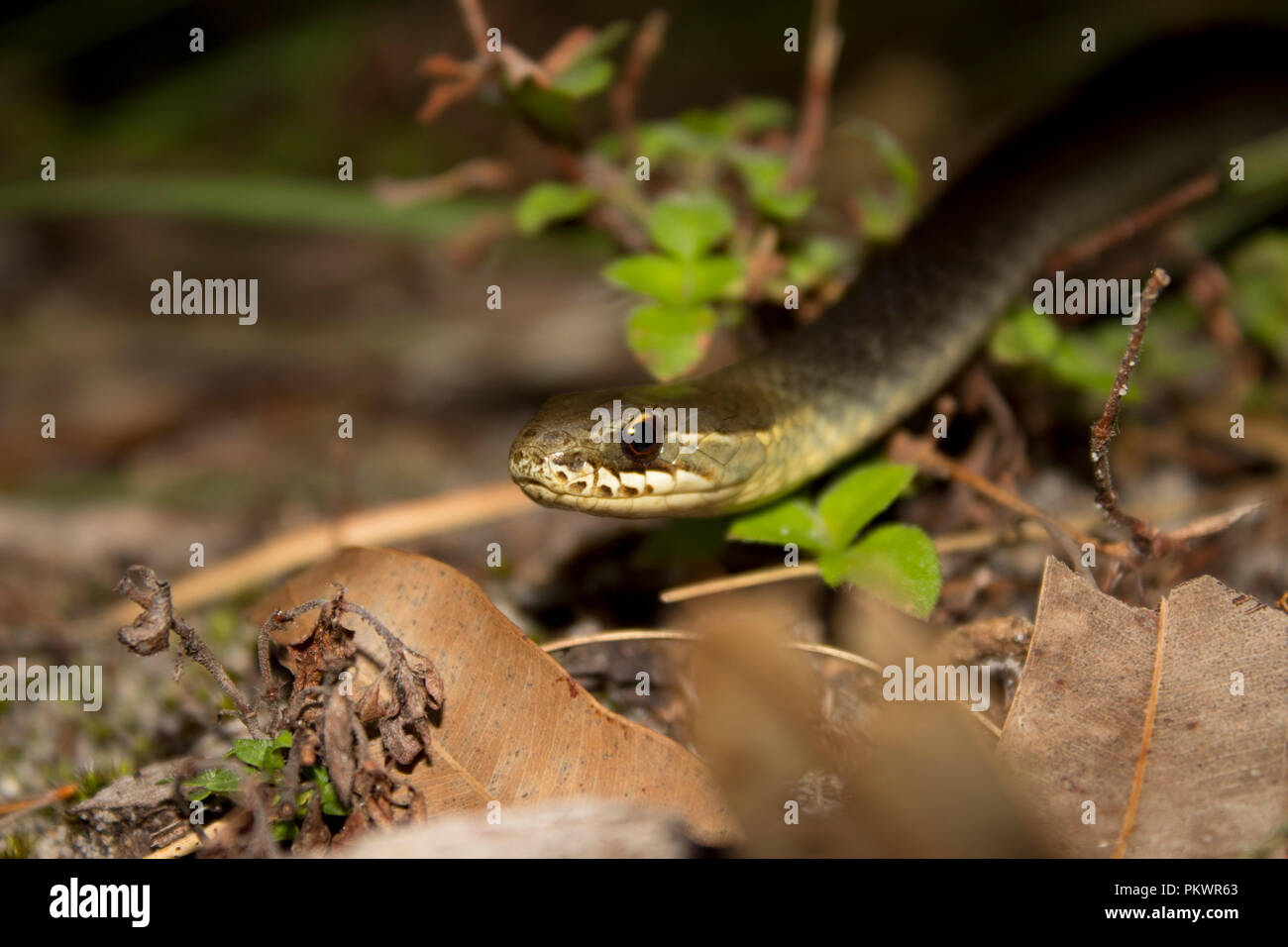 Marsh Snake Stock Photo