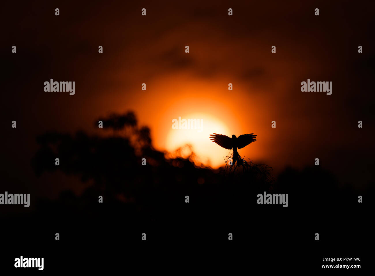 Drongo (Chaetorhynchus papuensis Stock Photo Alamy
