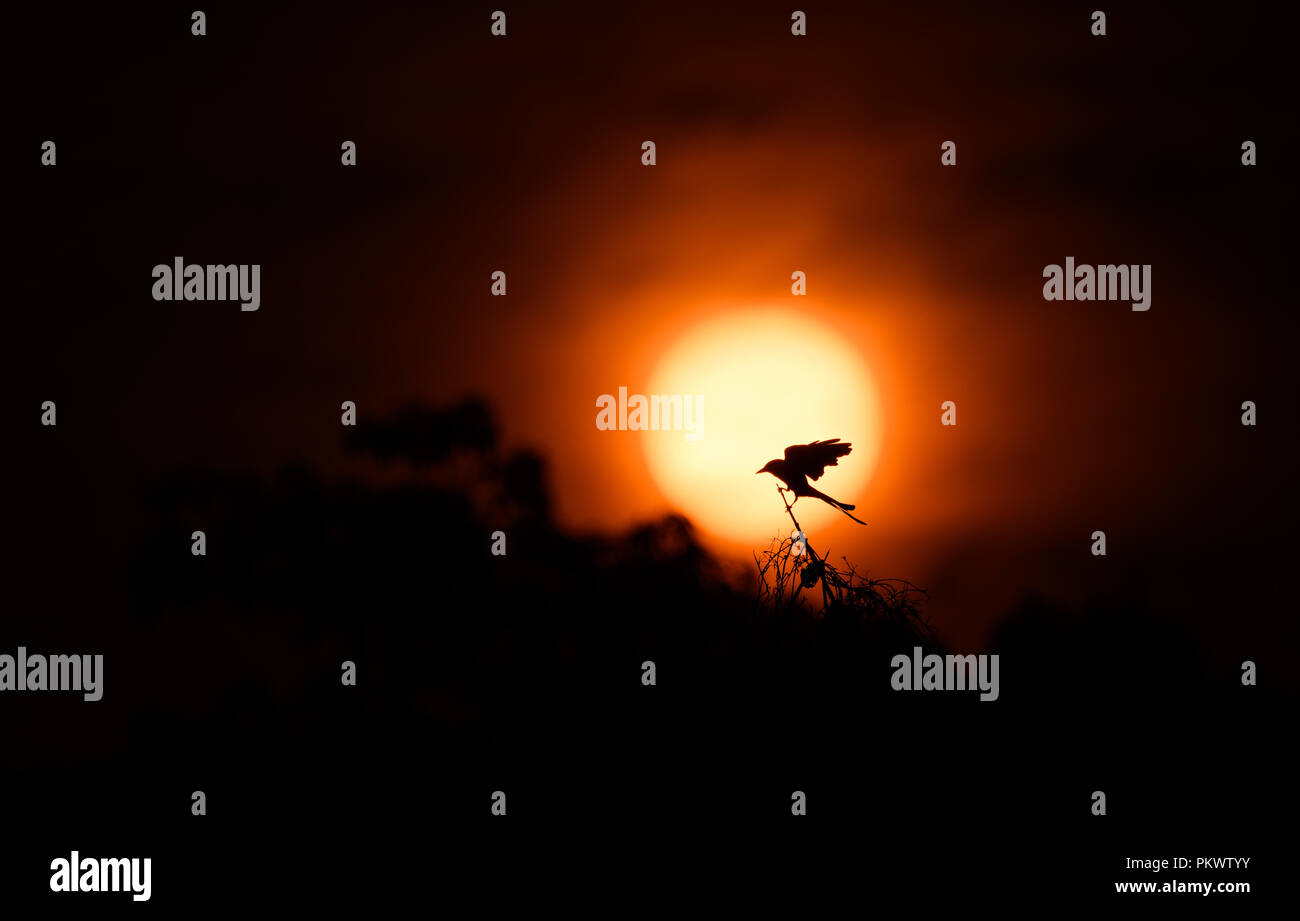 Drongo (Chaetorhynchus papuensis) silhouette Stock Photo Alamy