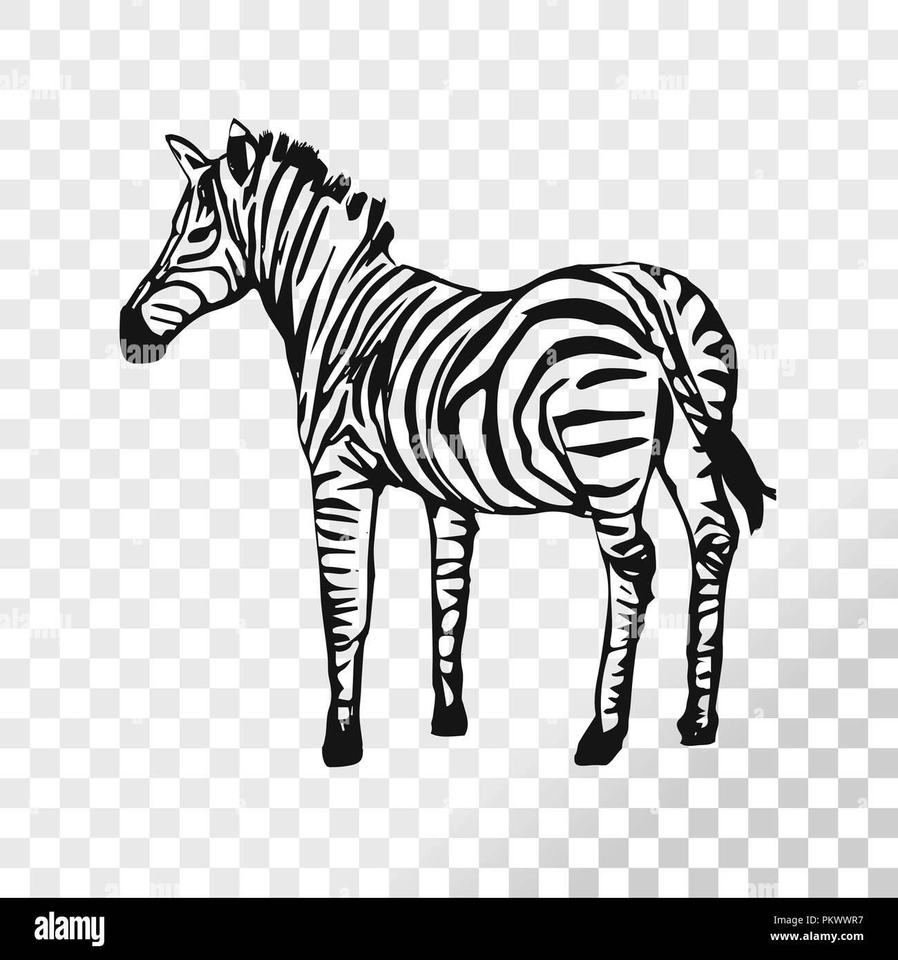 Zebra sketch isolated on transparent background. Hand drawn stripped horse vector. Stock Vector