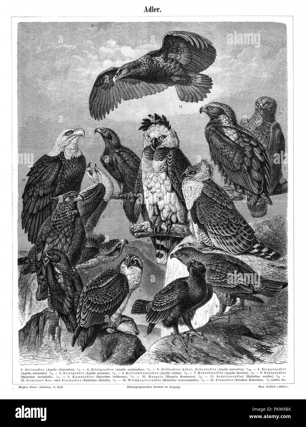 Birds of Prey, Antique book illustrations, scanned. Images contain a set of birds, originally illustrated for encyclopedias of the late 1800s. Stock Photo