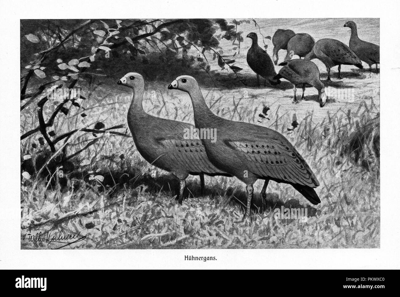 Cape Barren Geese, Antique book illustrations, scanned. Images contain a set of birds, originally illustrated for encyclopedias of the late 1800s. Stock Photo